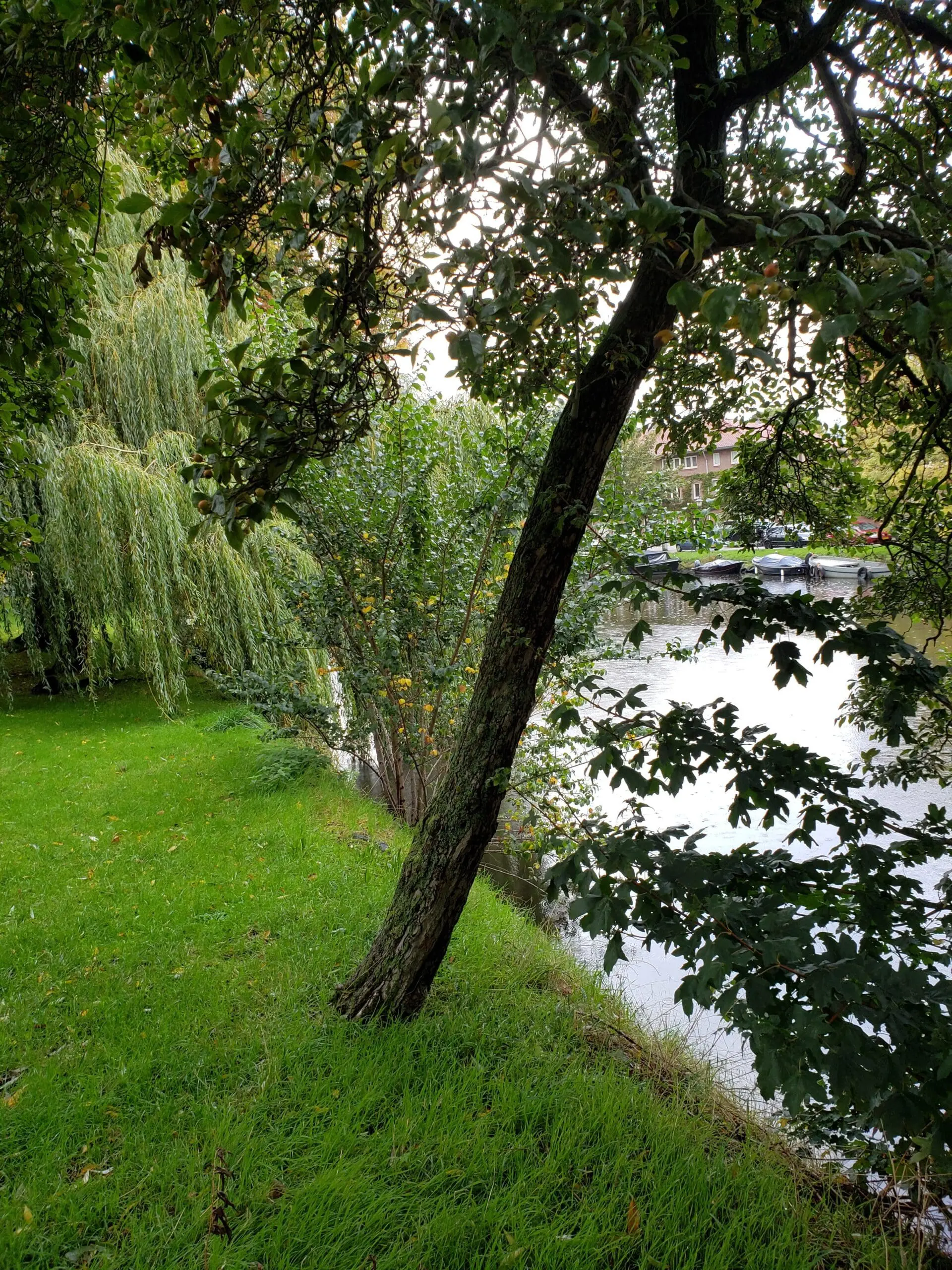 Shaded green Amsterdam canal nook with leaning trees, willow branches, bright grass, and reflections on silver water.