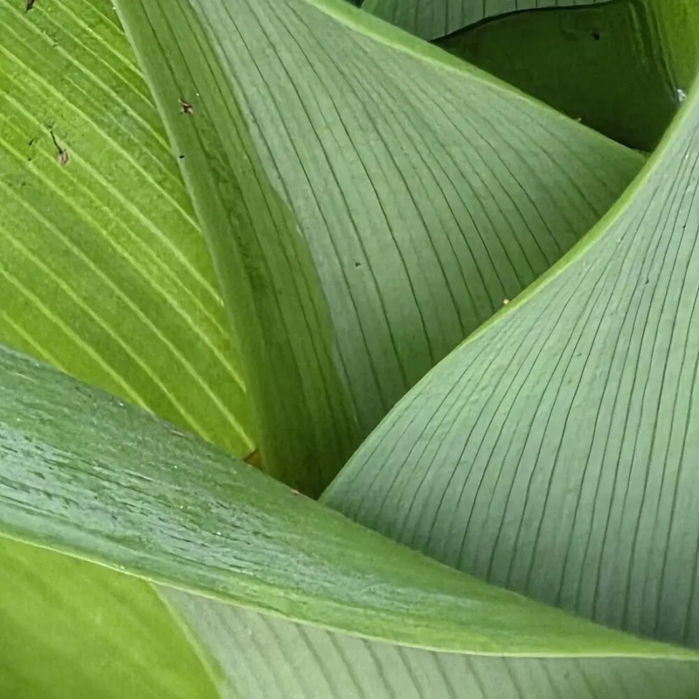 A dynamic splash of overlapping tiger lily fronds in deep and lime greens, with pin‑striped contours and layered depth.