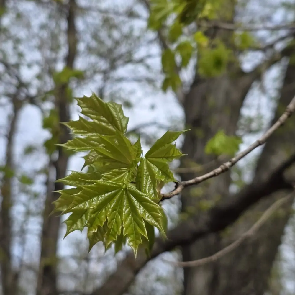 A cluster of young maple leaves fanning out like green fireworks at the end of a branch with visible bark rings.