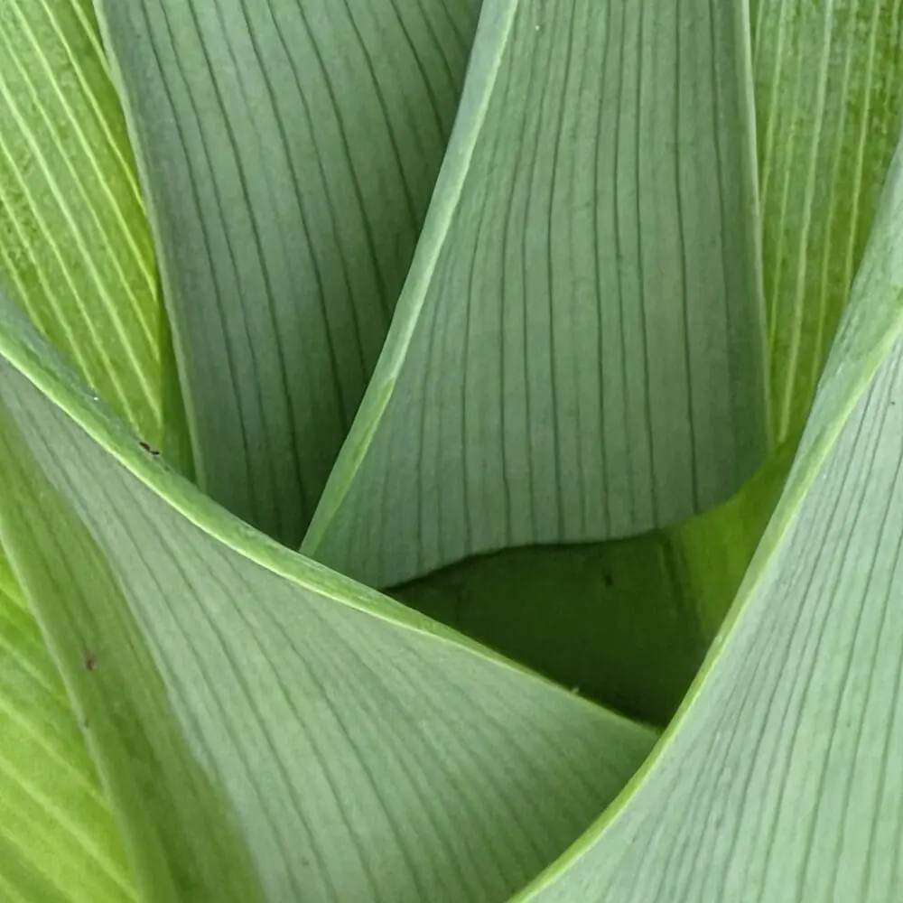 A gently bending tiger lily frond resting over a nest of light green pin‑striped leaves, with a dark forest‑green triangular shadow beneath.