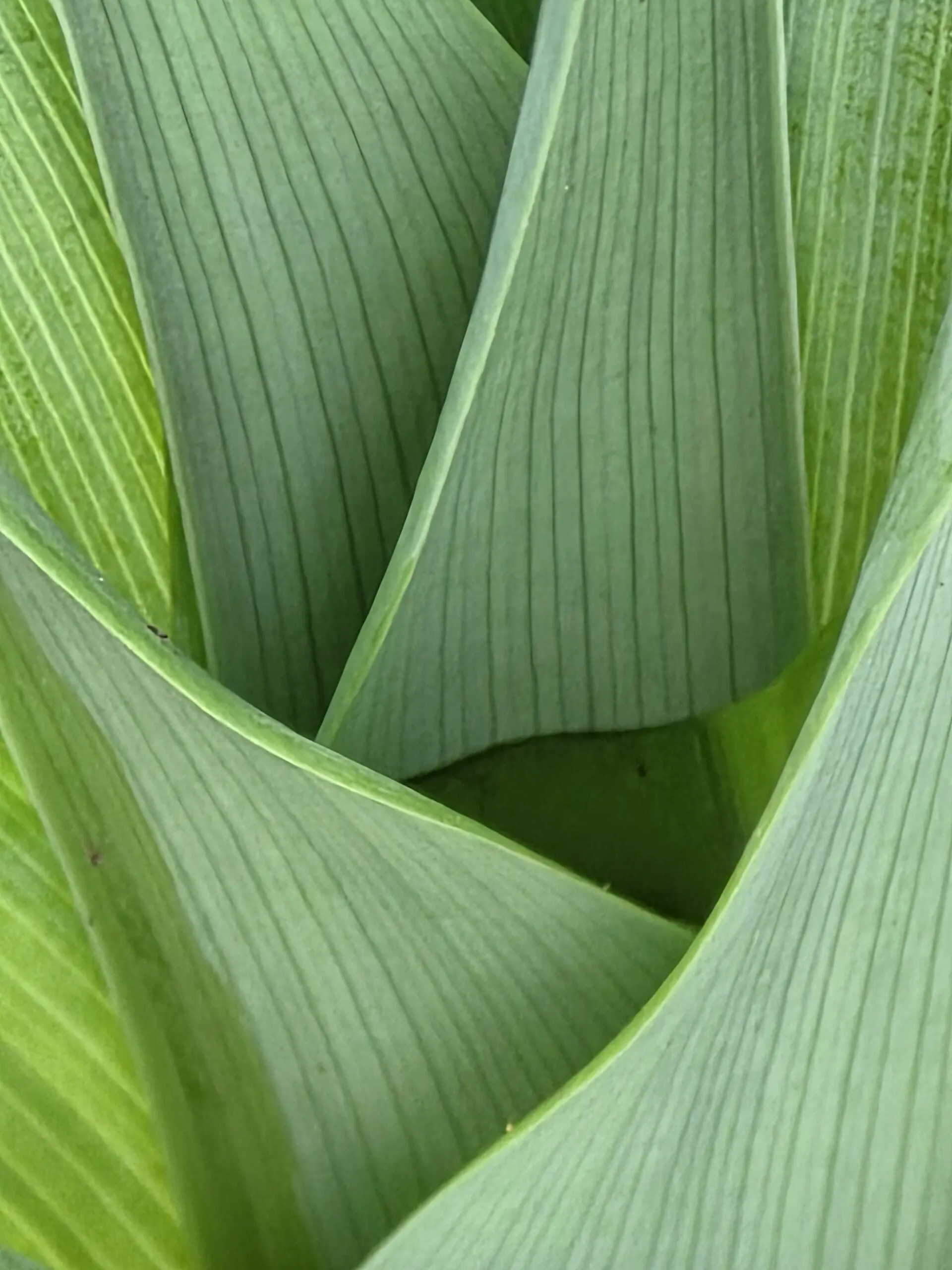 A gently bending tiger lily frond resting over a nest of light green pin‑striped leaves, with a dark forest‑green triangular shadow beneath.