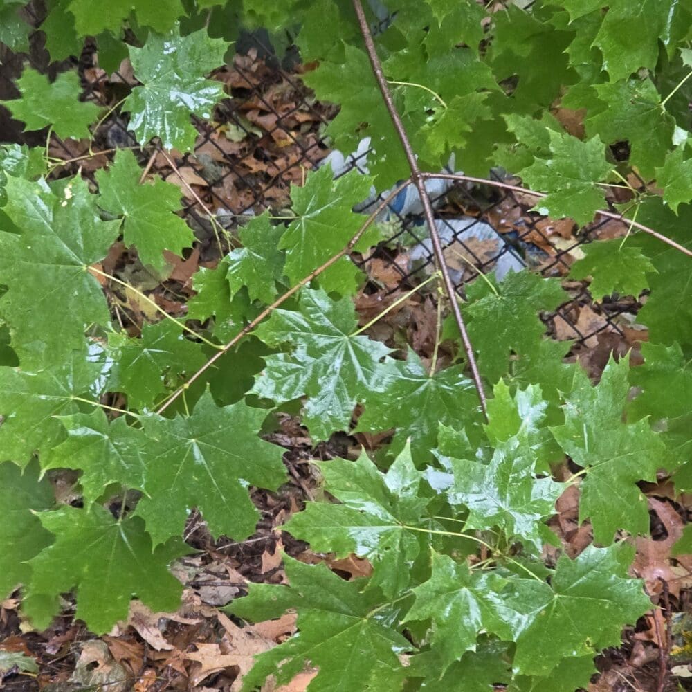 leaves