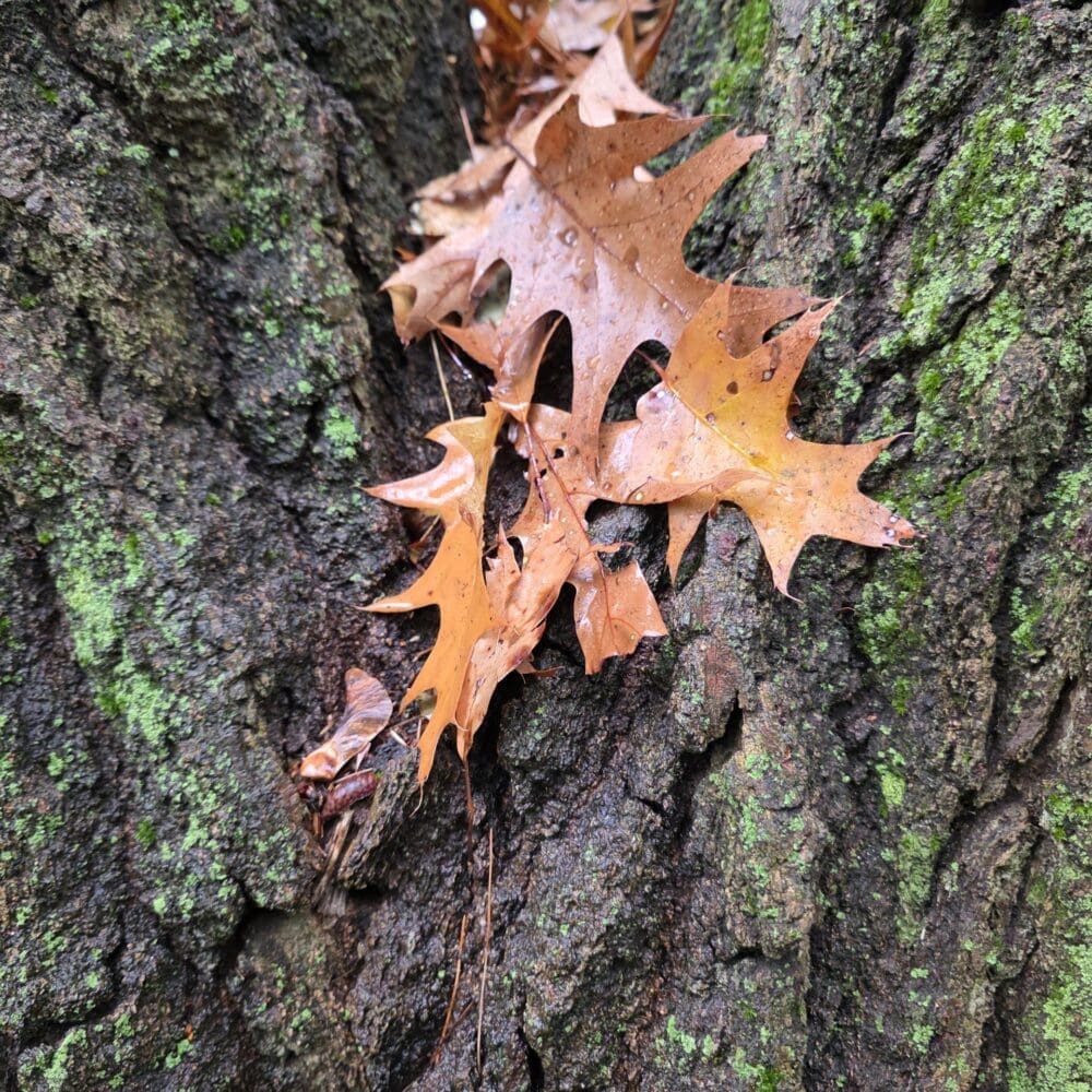 Browning Leaves in craw of oak trees - Greg Halpern