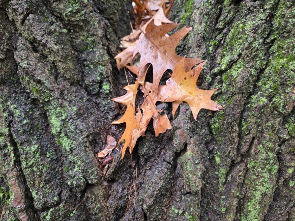 Browning Leaves in craw of oak trees