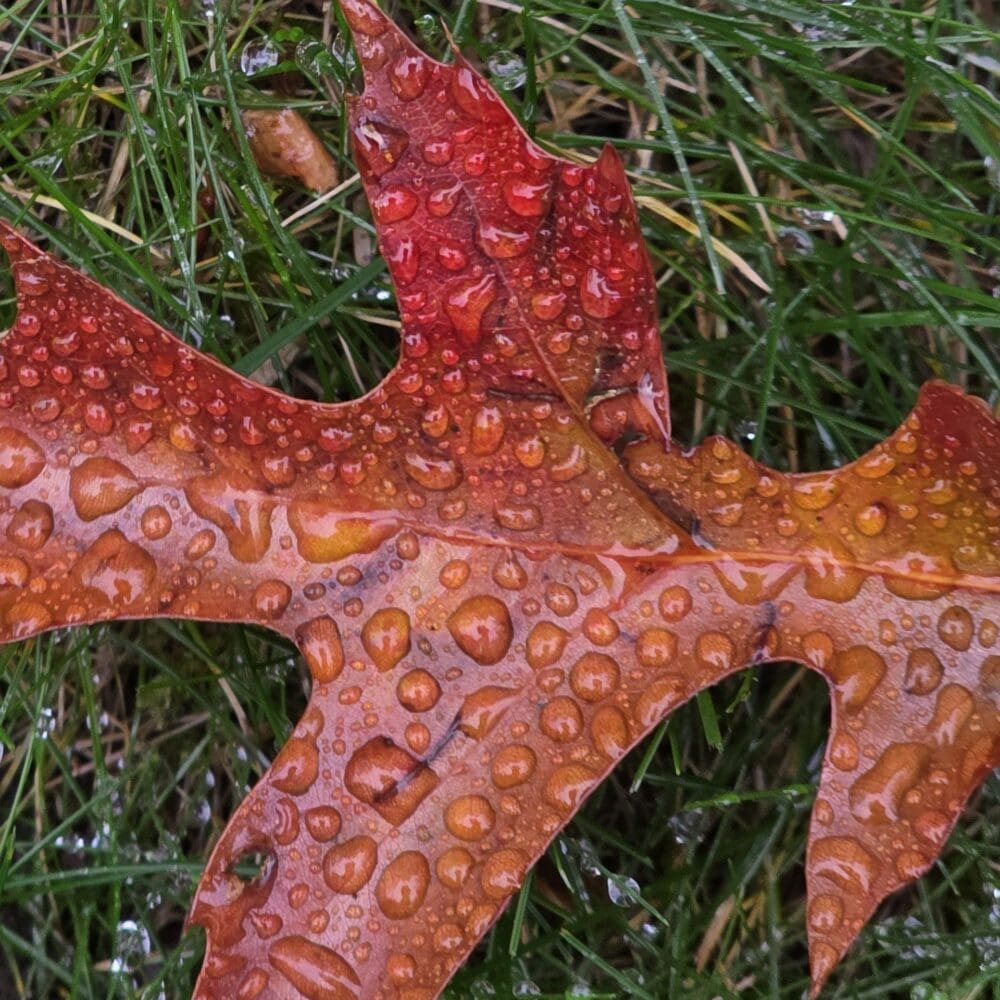 Single Bronze Oak Leaf – free digital download of nature photo by Gregory Halpern. Bronze oak leaf centered on grass with dew drops in morning light, symbolizing centering and renewal