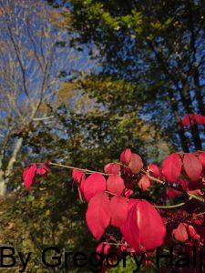Blue Sky evergreen tree with pink leaves from a burning bush.