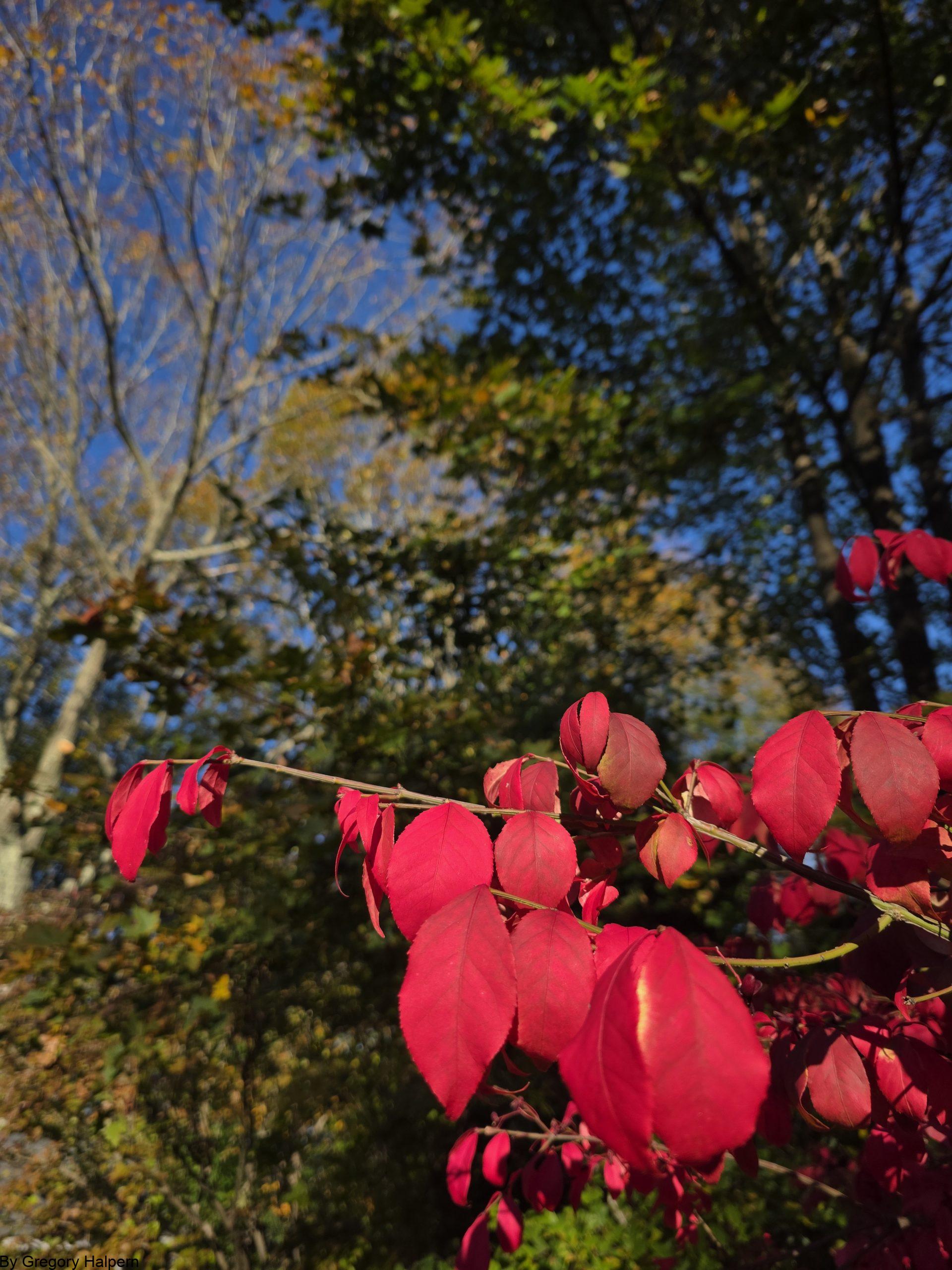 Blue Sky evergreen tree with pink leaves from a burning bush.