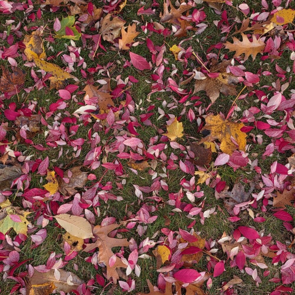 Potpourri of Pink Leaves – free digital download of nature photo by Gregory Halpern. Pink leaves scattered across green grass, symbolizing movement, change, and seasonal beauty.