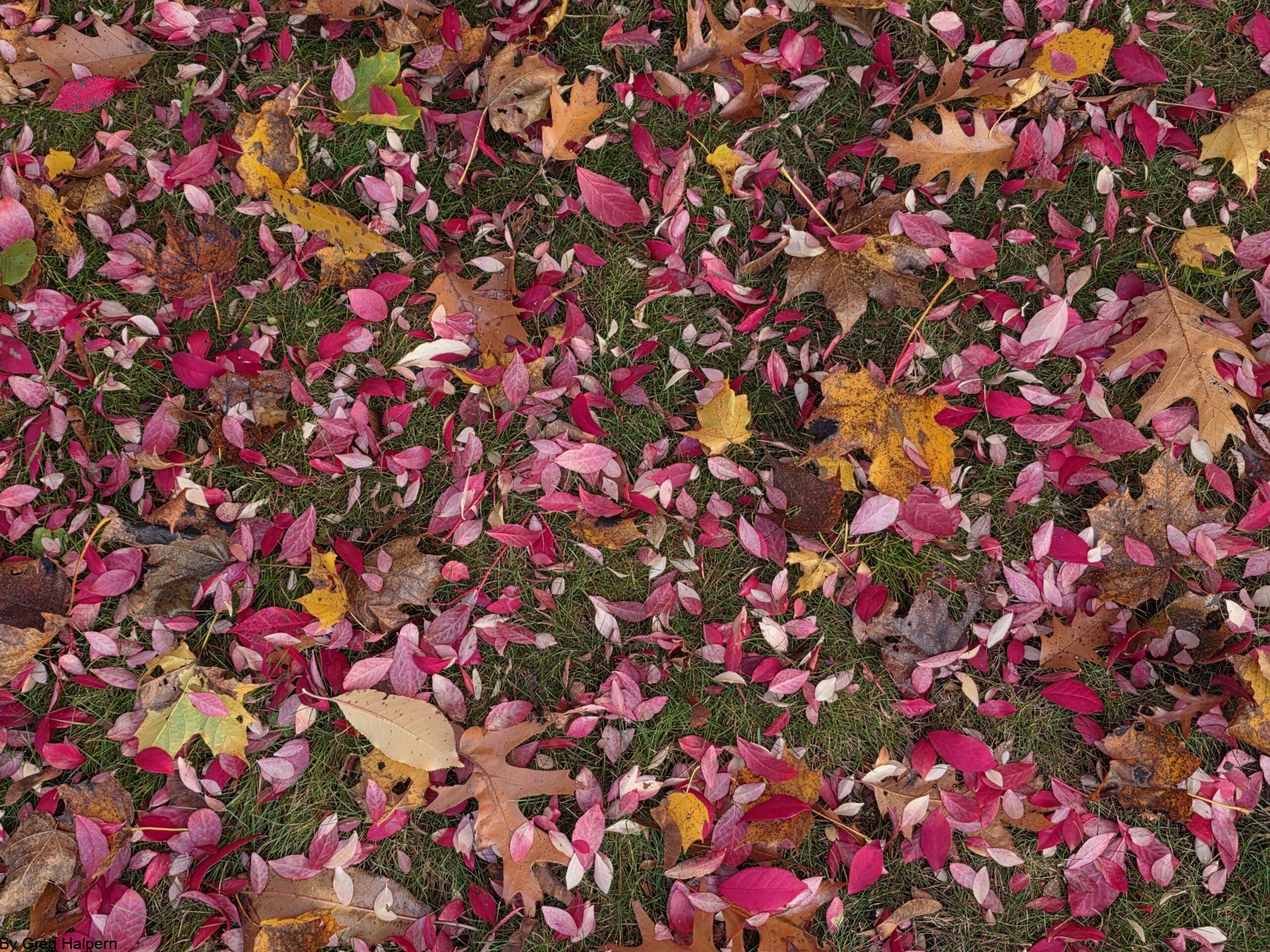 Potpourri of Pink Leaves – free digital download of nature photo by Gregory Halpern. Pink leaves scattered across green grass, symbolizing movement, change, and seasonal beauty.