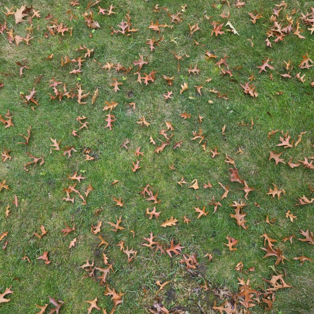 Uniform Oak Leaves – free digital download of nature photo by Gregory Halpern. Oak leaves arranged in patterned spread across green grass, symbolizing harmony, balance, and order in nature.