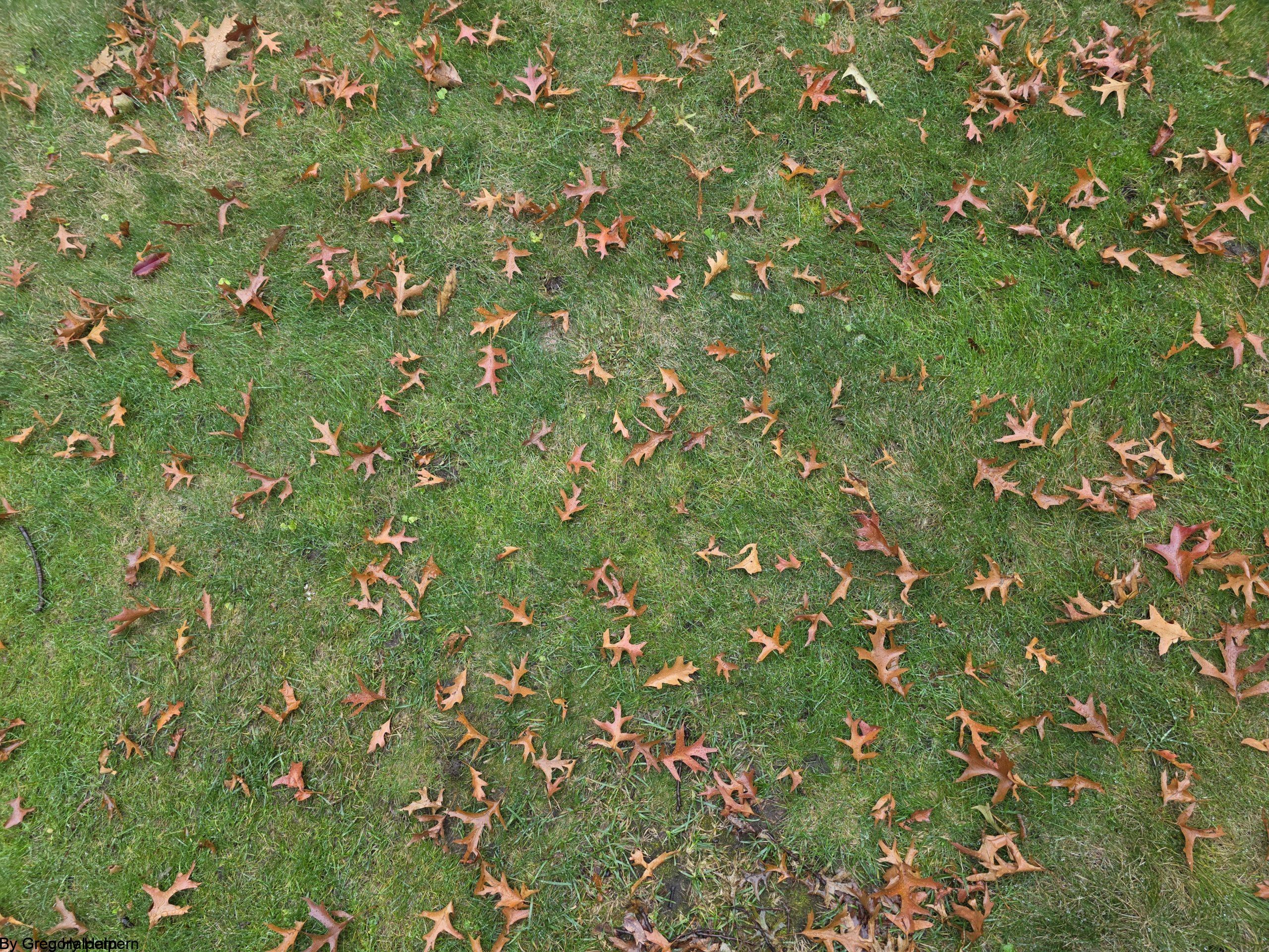 Uniform Oak Leaves – free digital download of nature photo by Gregory Halpern. Oak leaves arranged in patterned spread across green grass, symbolizing harmony, balance, and order in nature.