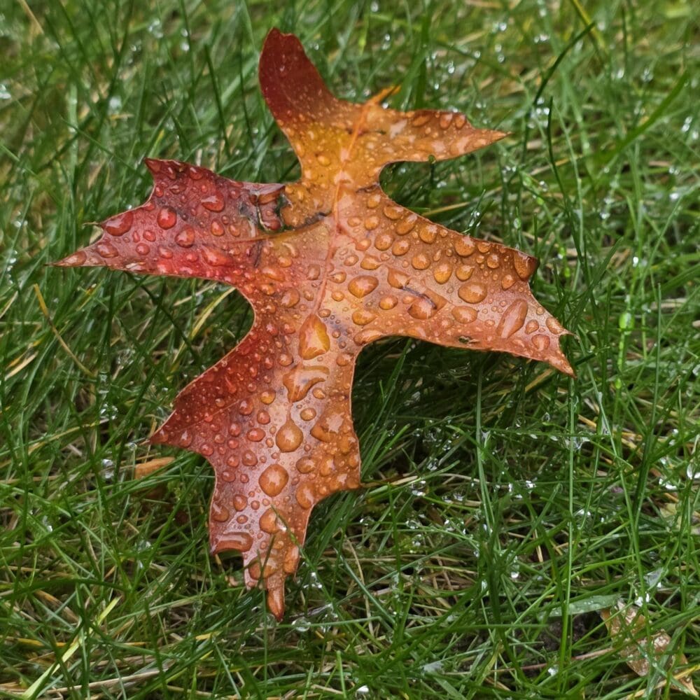 Alt Text Single oak leaf resting on green lawn with water droplets, edges curved like an angel outline.