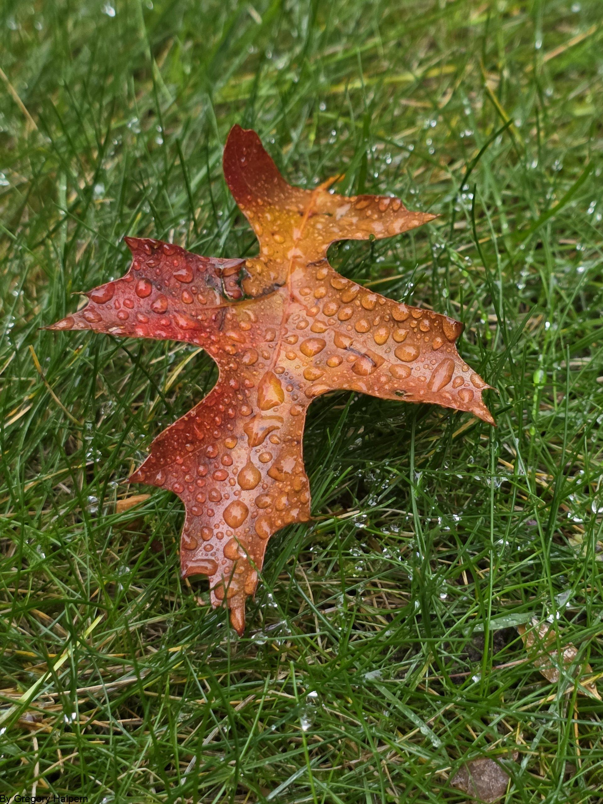 Alt Text Single oak leaf resting on green lawn with water droplets, edges curved like an angel outline.