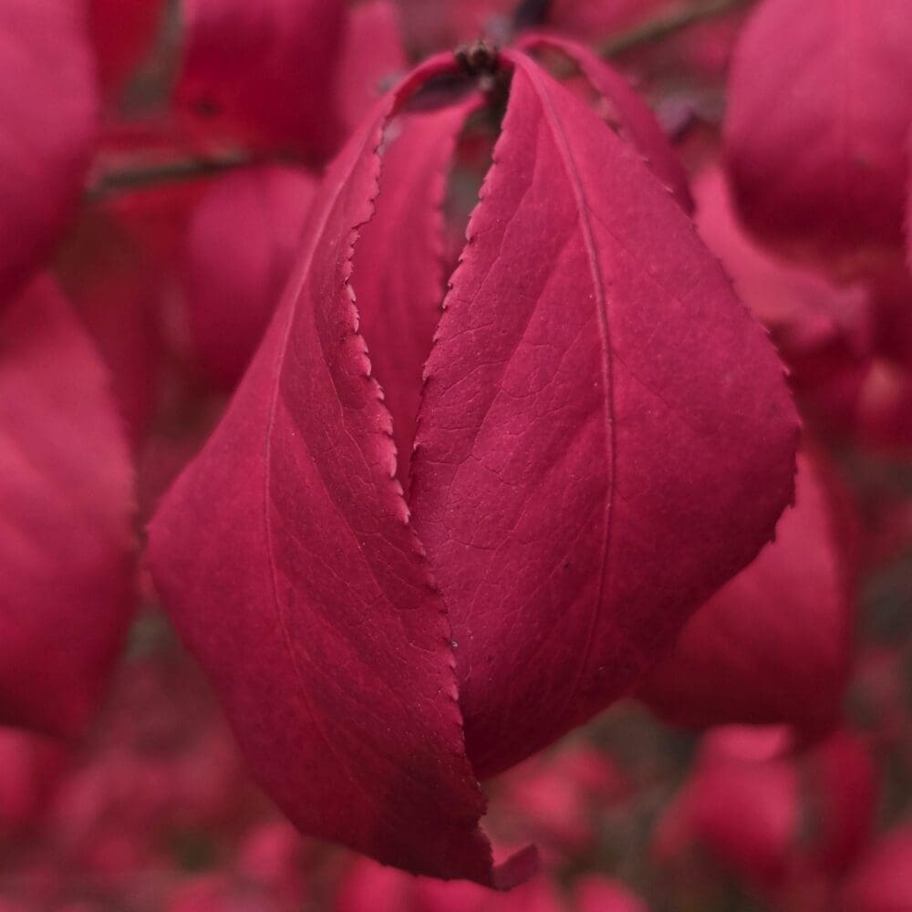 Fuchsia Dance – free digital download of nature photo by Gregory Halpern. Drooping pink teardrop leaves surrounded by curling foliage, symbolizing grace, rhythm, and seasonal beauty.