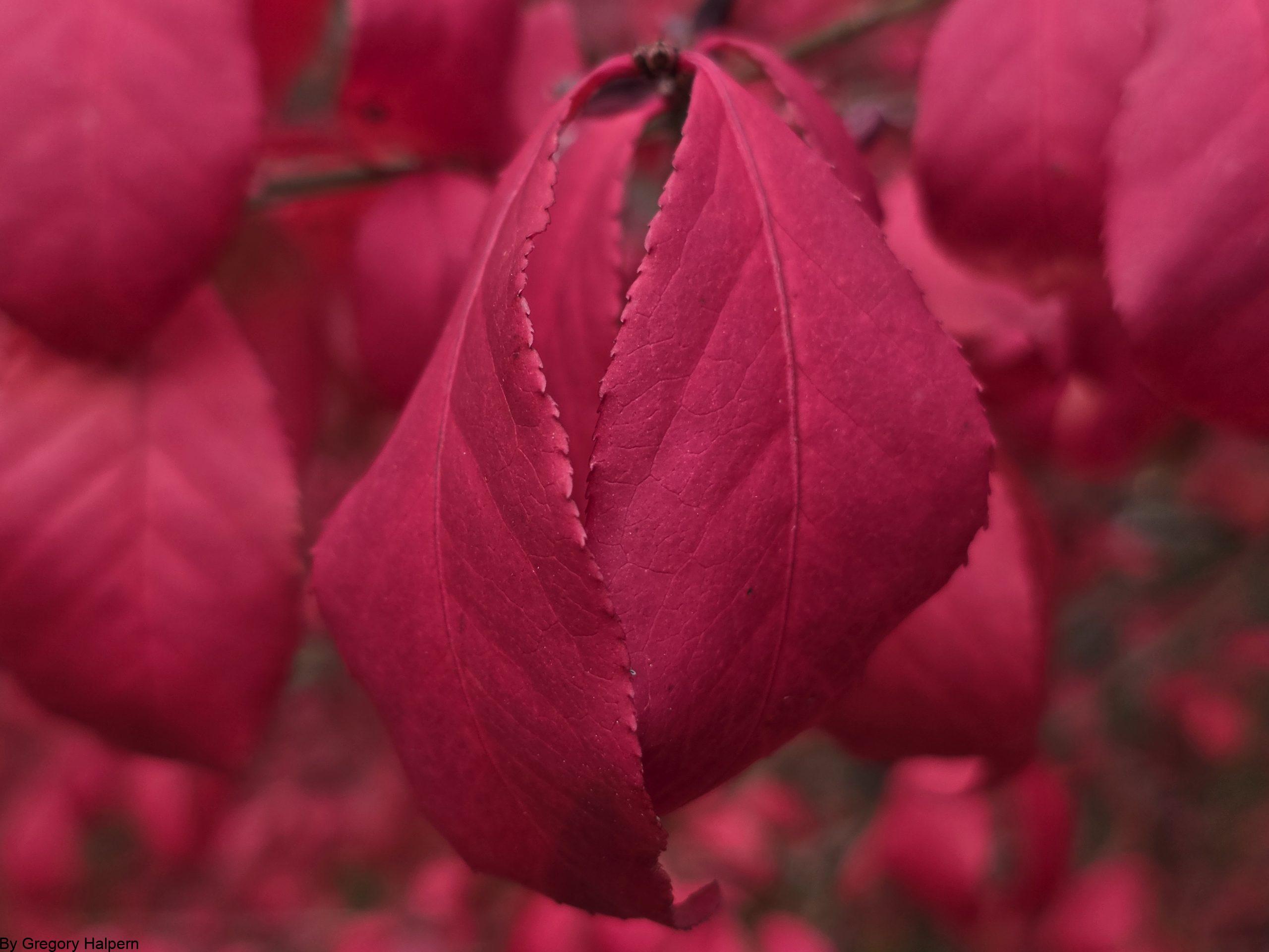 Fuchsia Dance – free digital download of nature photo by Gregory Halpern. Drooping pink teardrop leaves surrounded by curling foliage, symbolizing grace, rhythm, and seasonal beauty.
