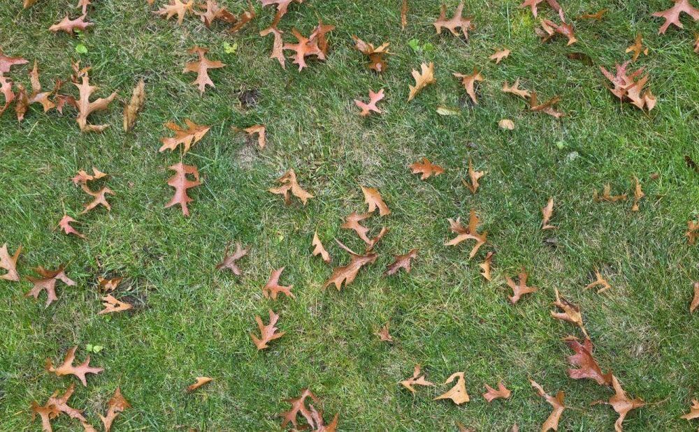 Green grass photo of nature oak leaf | Free Download by Gregory Halpern