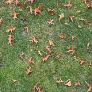 Green grass photo of nature oak leaf