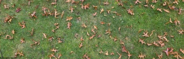 Green grass photo of nature oak leaf | Free Download by Gregory Halpern