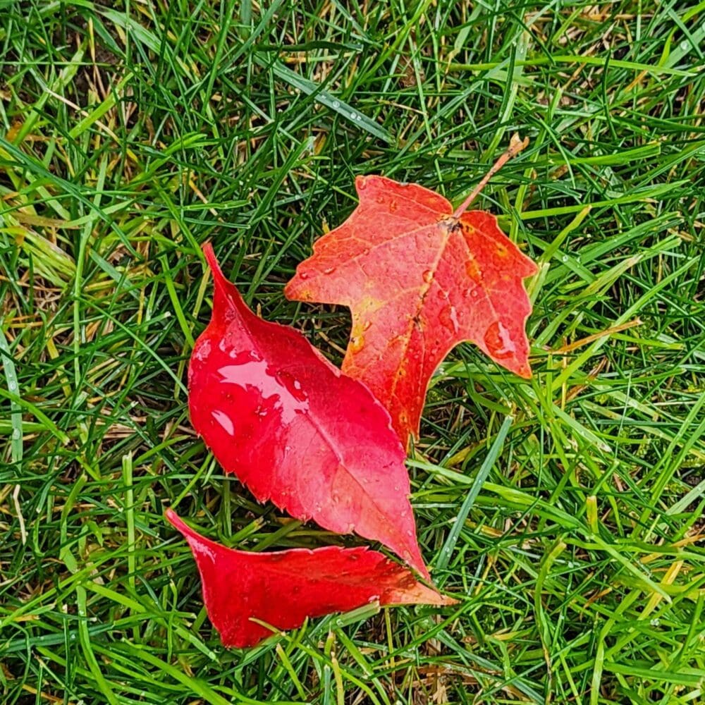 BRIDLED A POEM BY GREG HALPERN