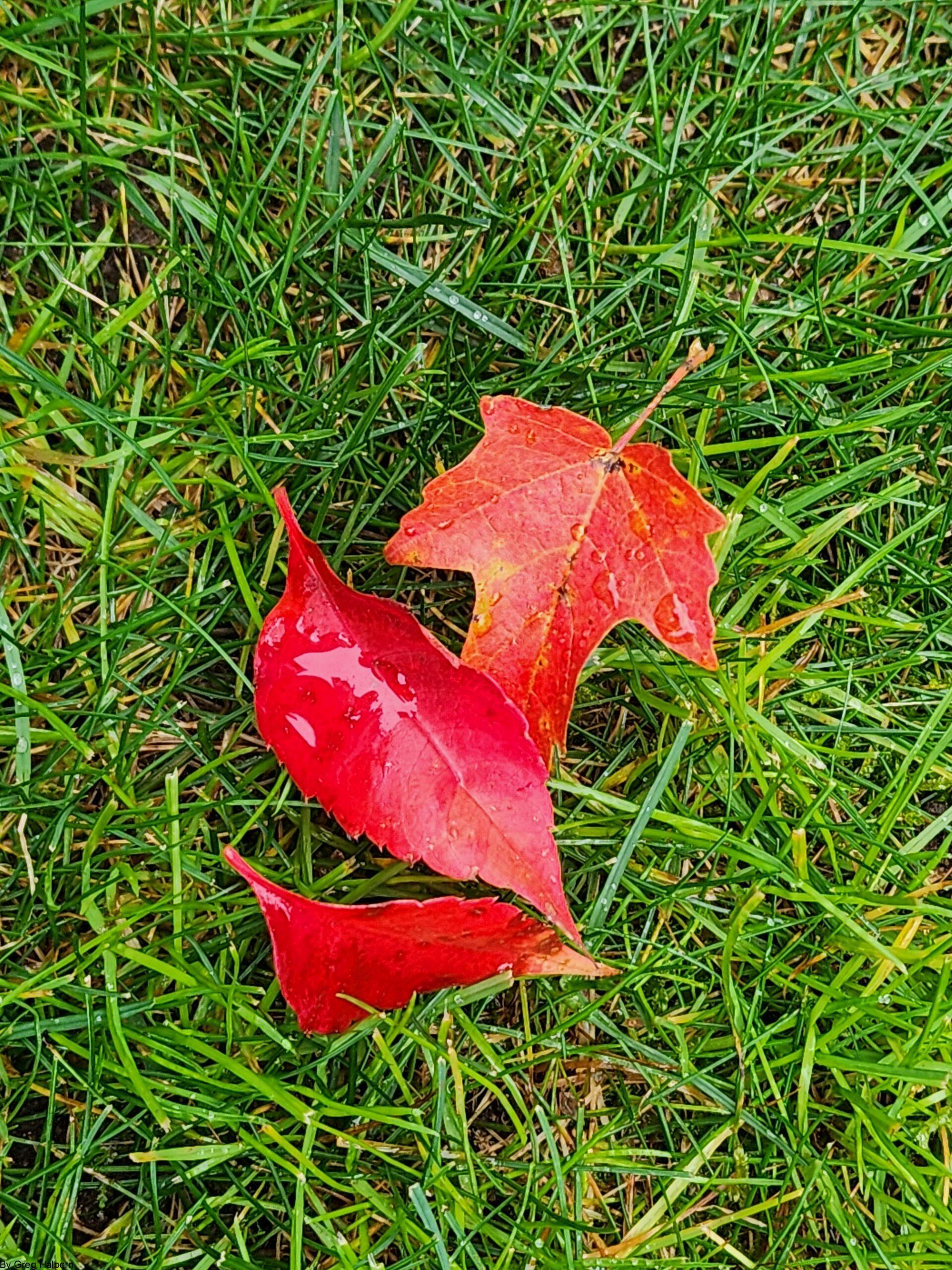 BRIDLED A POEM BY GREG HALPERN