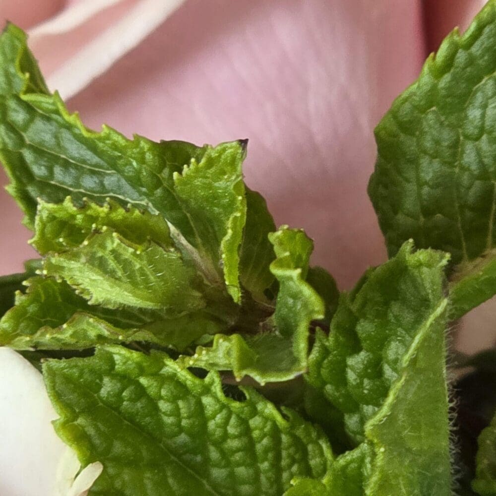 Side view of a pink rose partially covered by textured mint sprigs in the foreground.