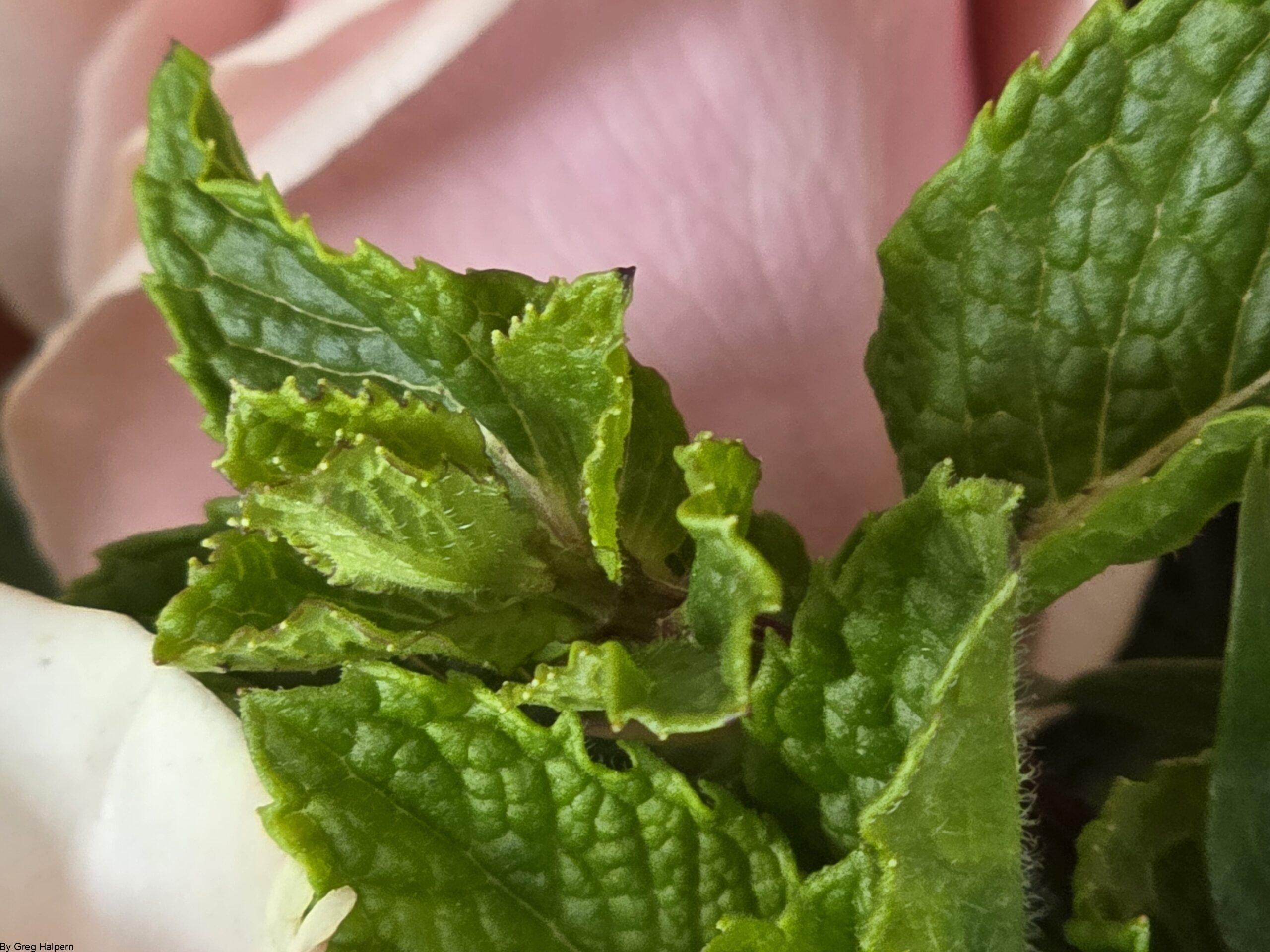 Side view of a pink rose partially covered by textured mint sprigs in the foreground.
