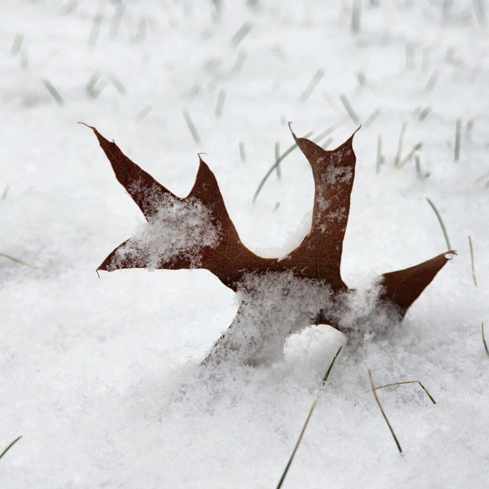 COMPRESSION – abstract image evoking steel wings, wheat skirts, sandblasting winds, and resting rusty bones