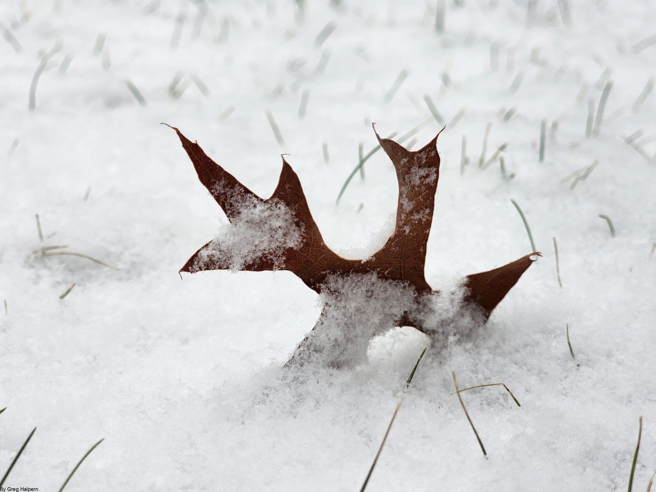 COMPRESSION – abstract image evoking steel wings, wheat skirts, sandblasting winds, and resting rusty bones