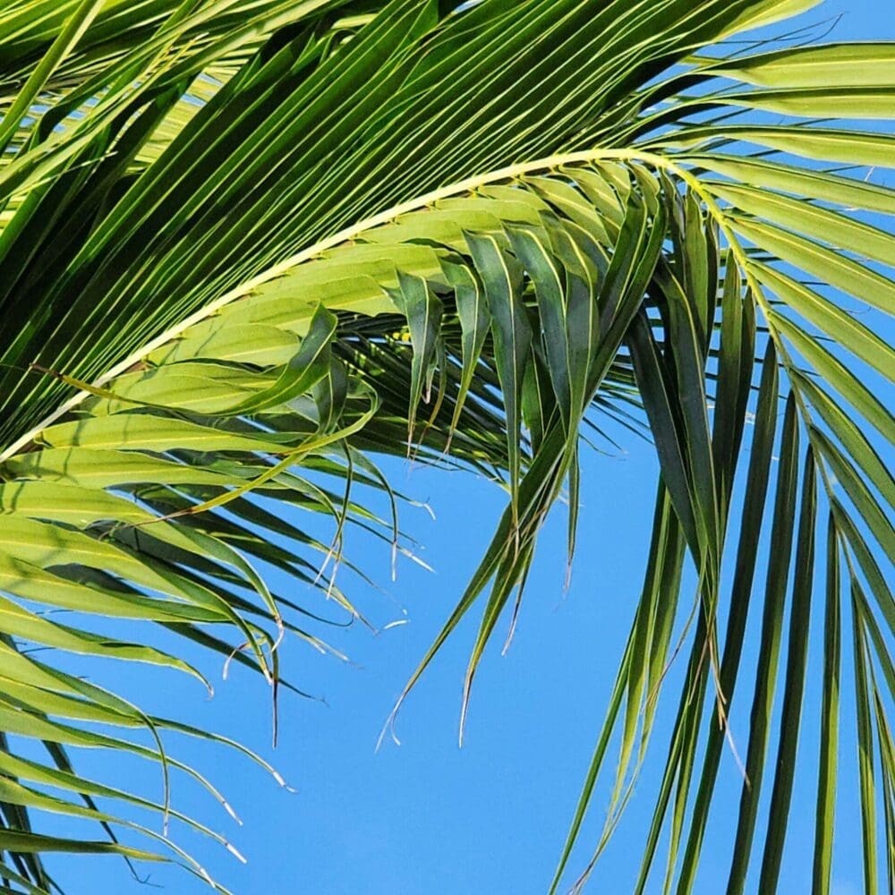 Curving droop of palm fronds forming a fountain-like shape, creating a tunnel of green leaves with blue sky.