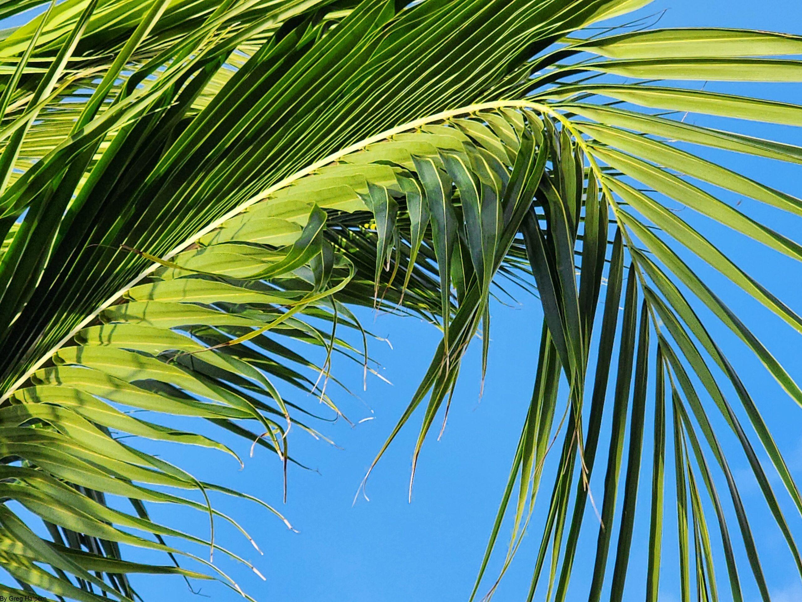 Curving droop of palm fronds forming a fountain-like shape, creating a tunnel of green leaves with blue sky.