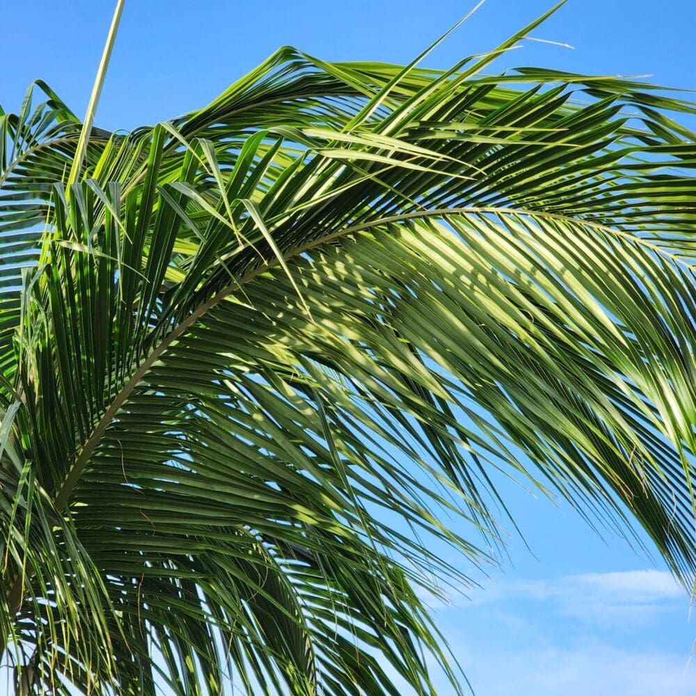 Palm tree top with drooping fronds, framed against a clear blue sky.