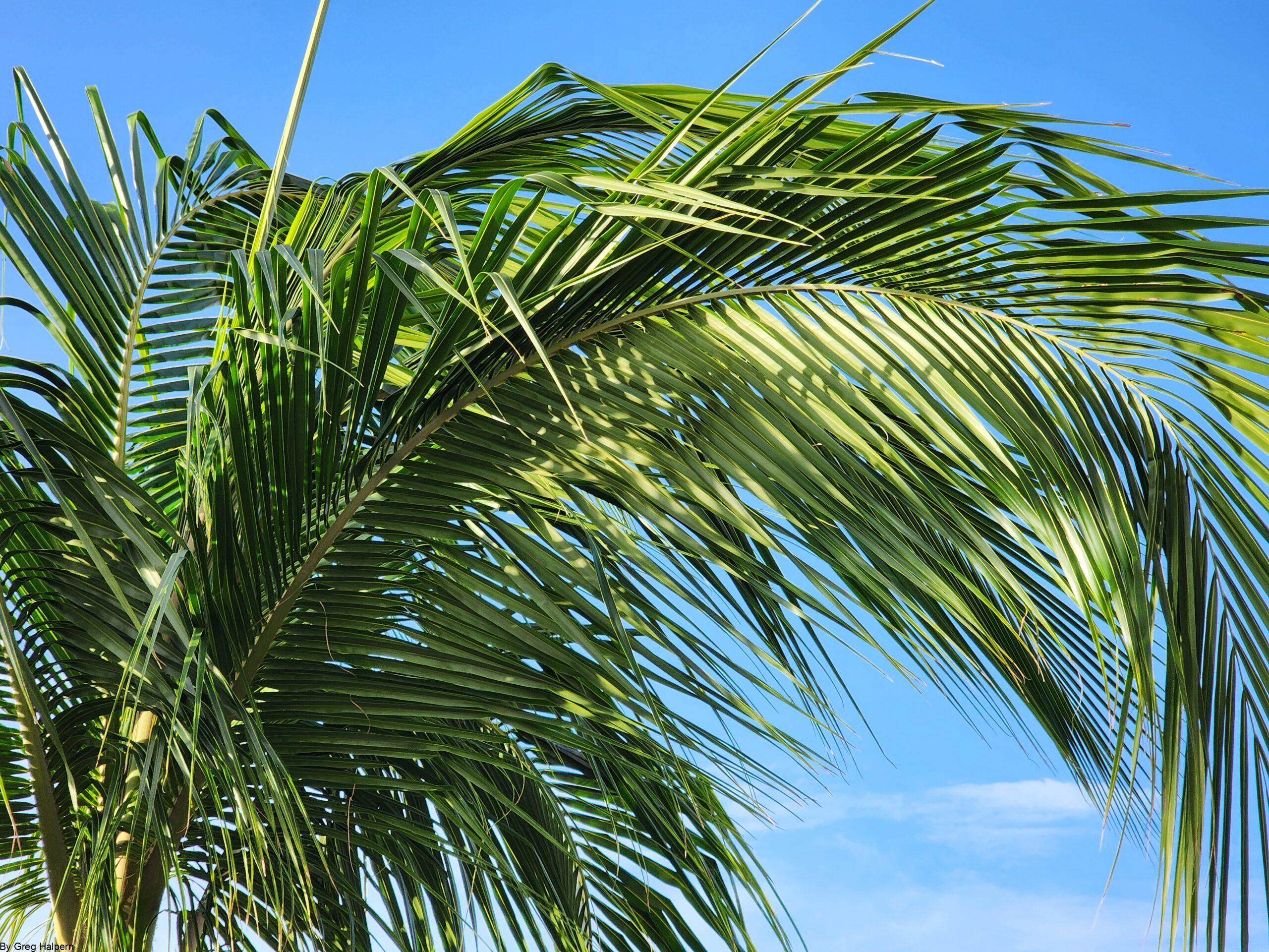 Palm tree top with drooping fronds, framed against a clear blue sky.