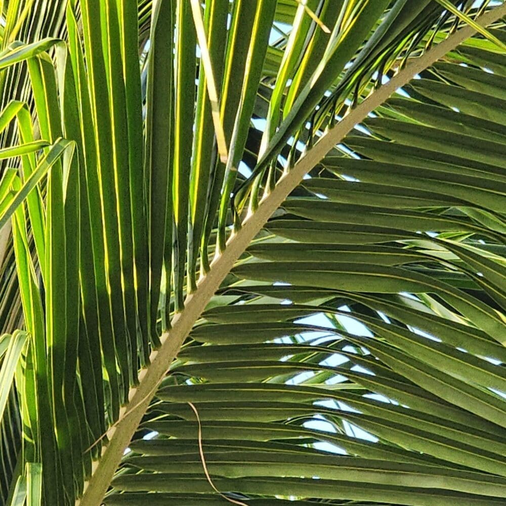 Magnified underbelly of palm branch resembling a fish skeleton, with yellow-green fronds and tan trunk.