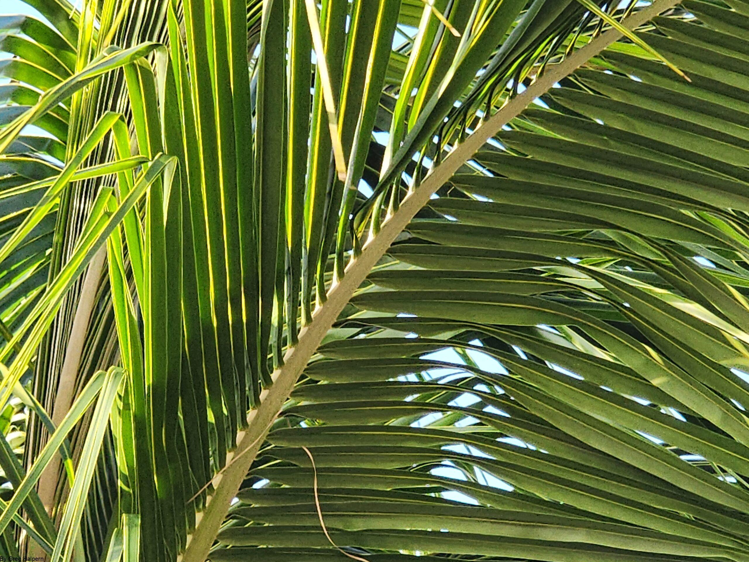 Magnified underbelly of palm branch resembling a fish skeleton, with yellow-green fronds and tan trunk.