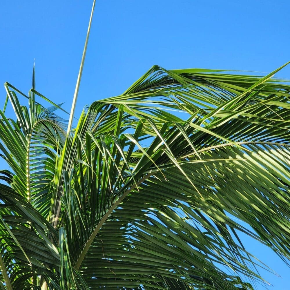 Palm fronds waving wildly in wind, with more blue sky visible in the frame.