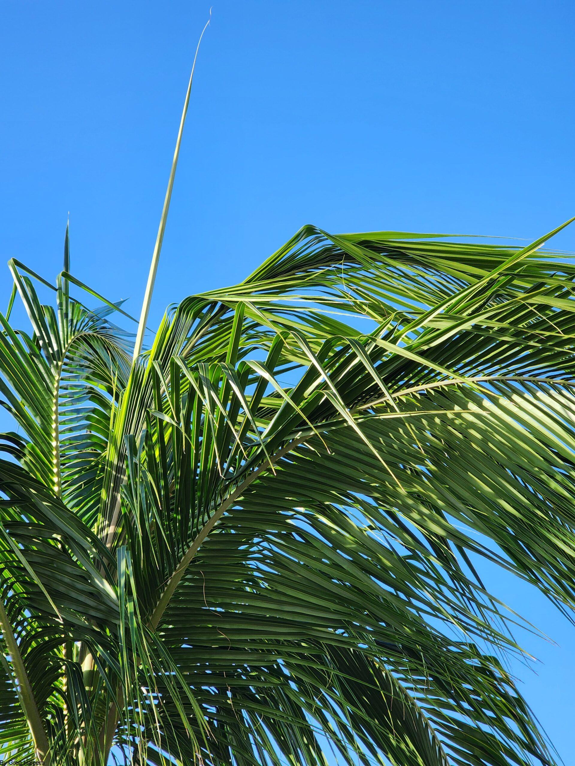 Palm fronds waving wildly in wind, with more blue sky visible in the frame.