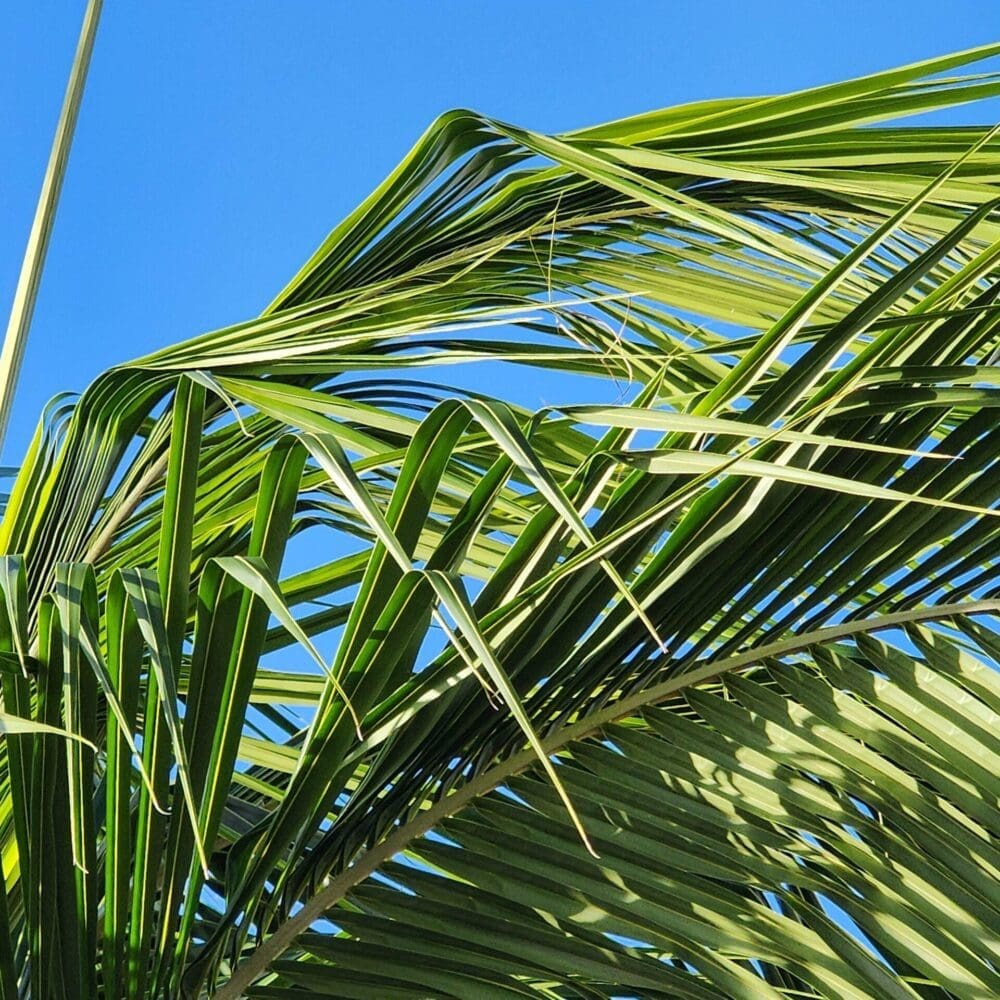 Palm fronds bent uniformly by wind, filling most of the frame, pointy ends flowing outward.
