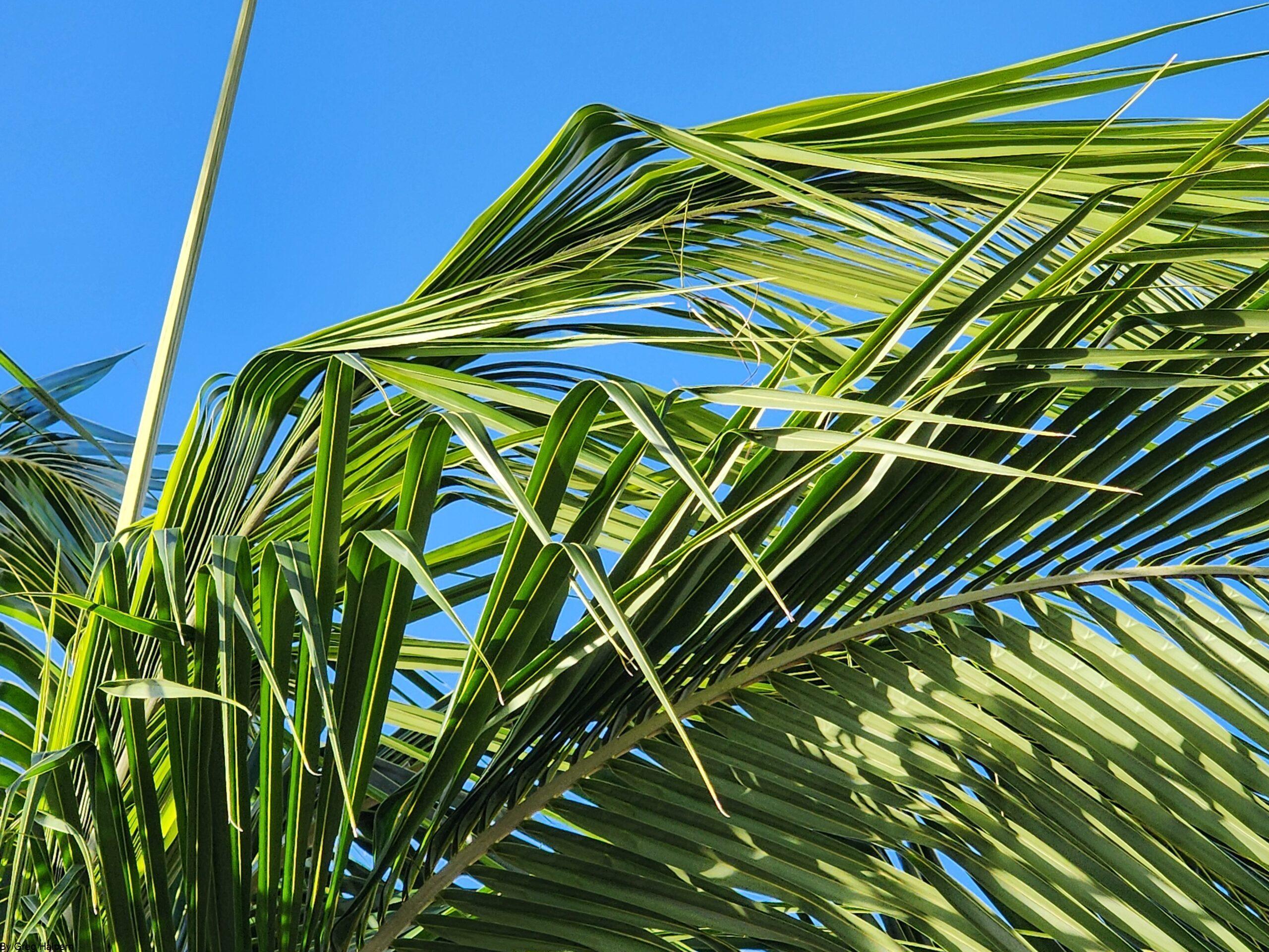 Palm fronds bent uniformly by wind, filling most of the frame, pointy ends flowing outward.