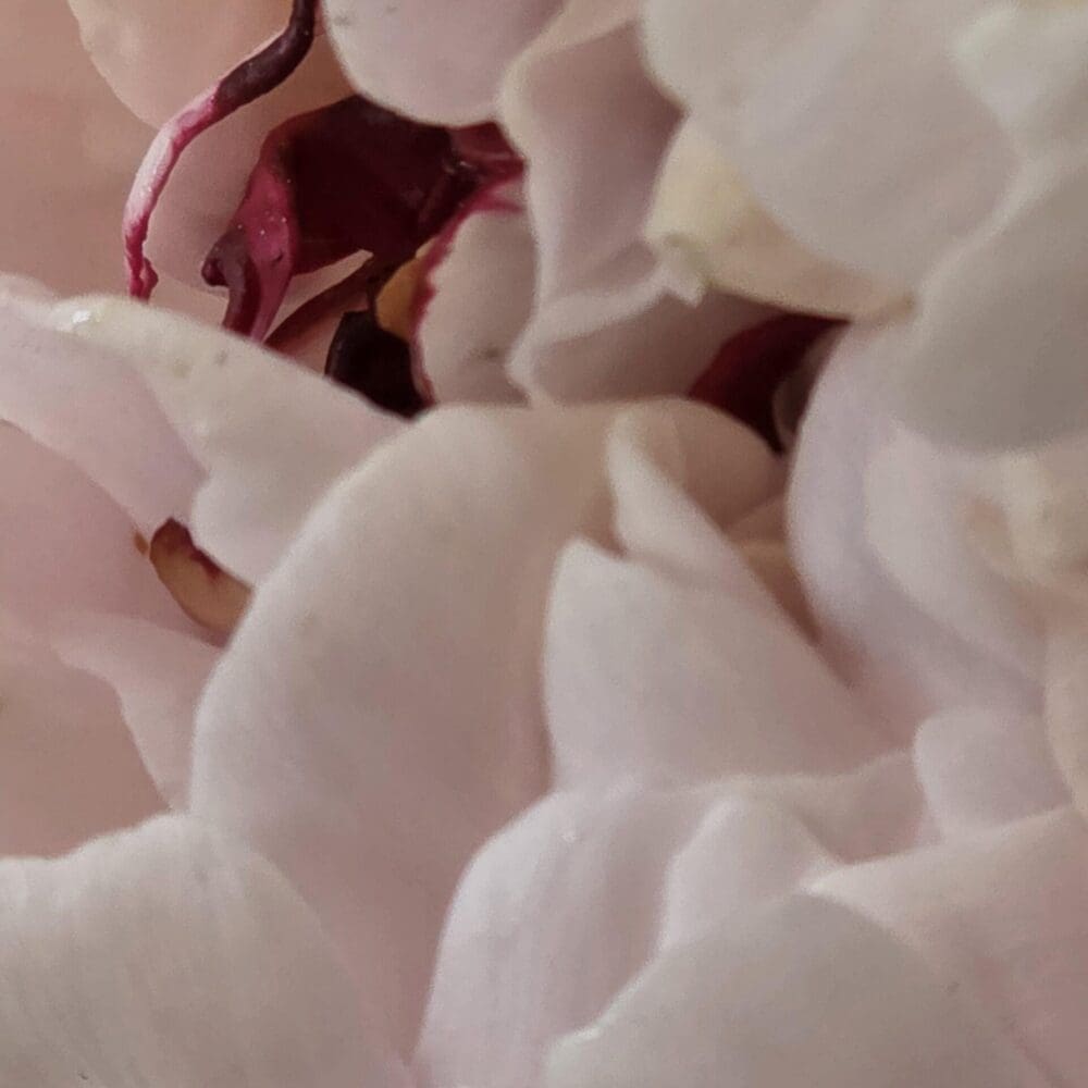 Close-up of peony petals with bubbly, popcorn-like texture and two ruby red accents.