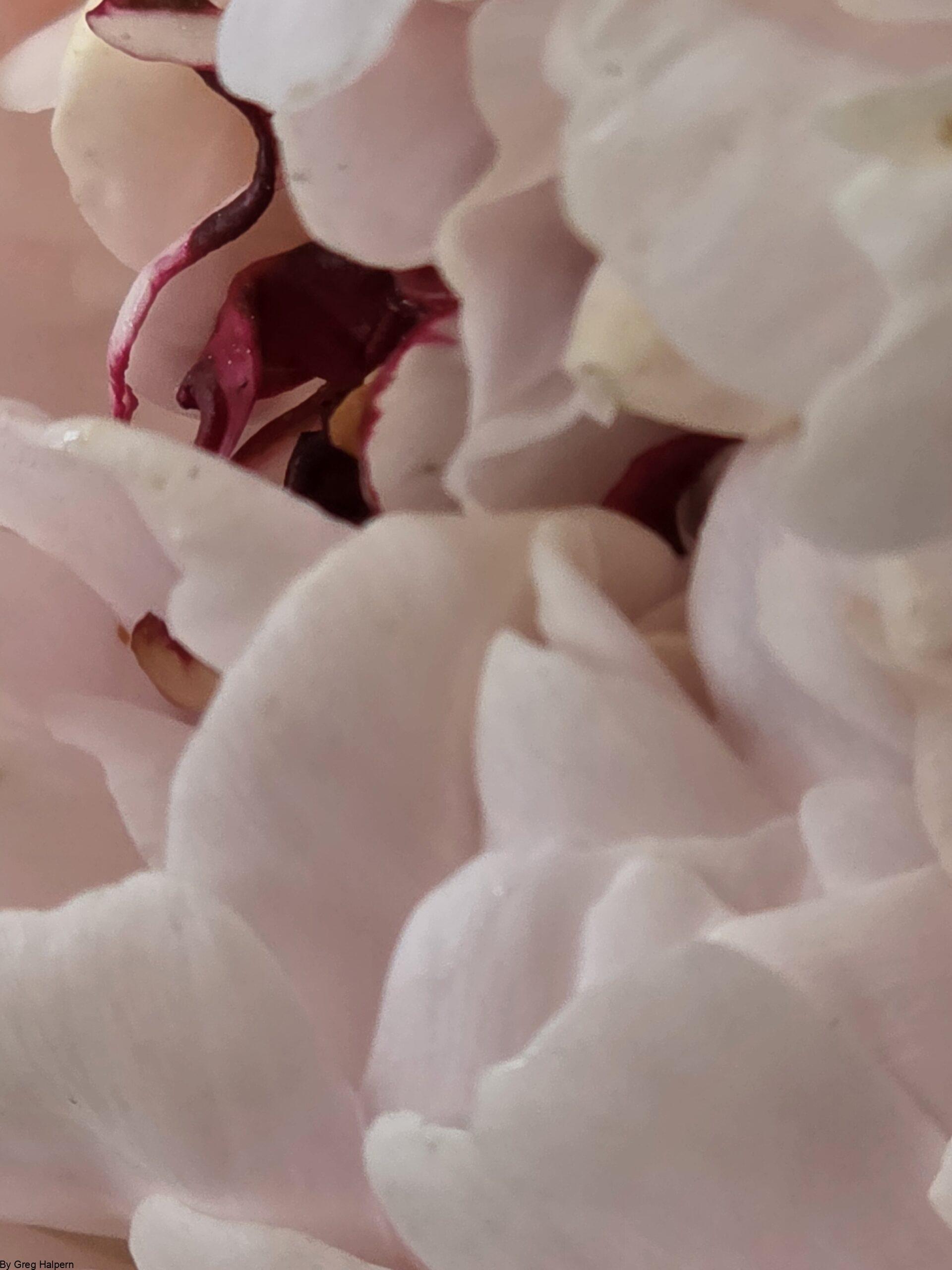 Close-up of peony petals with bubbly, popcorn-like texture and two ruby red accents.