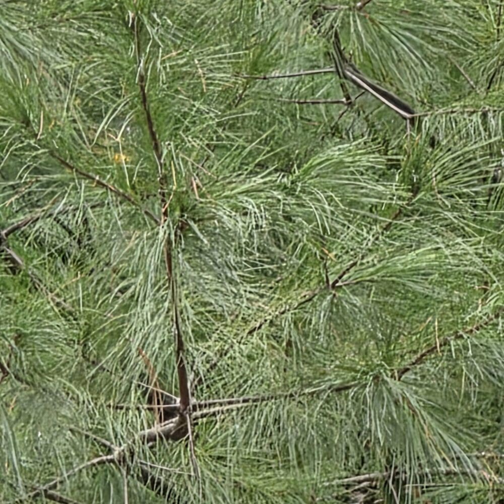 Close-up of long green pine needles filling the frame, with occasional dark brown branch ends.