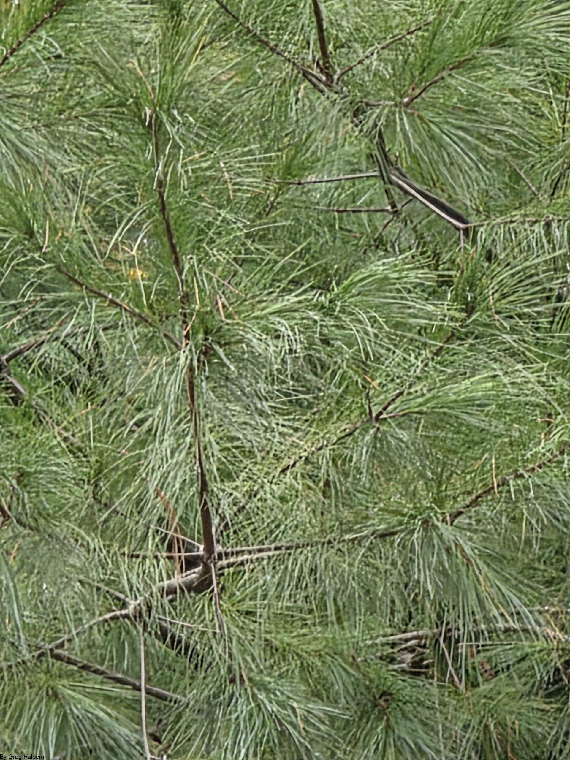 Close-up of long green pine needles filling the frame, with occasional dark brown branch ends.