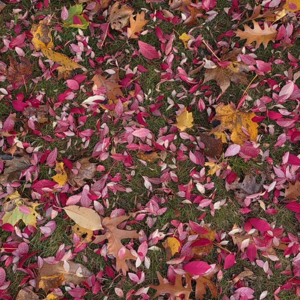 Burning bush, cherry, oak, and maple leaves scattered across a lawn, forming a colorful blanket.