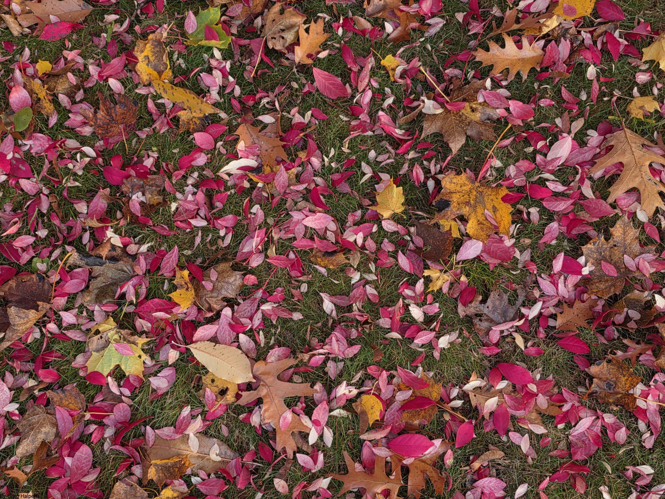 Burning bush, cherry, oak, and maple leaves scattered across a lawn, forming a colorful blanket.