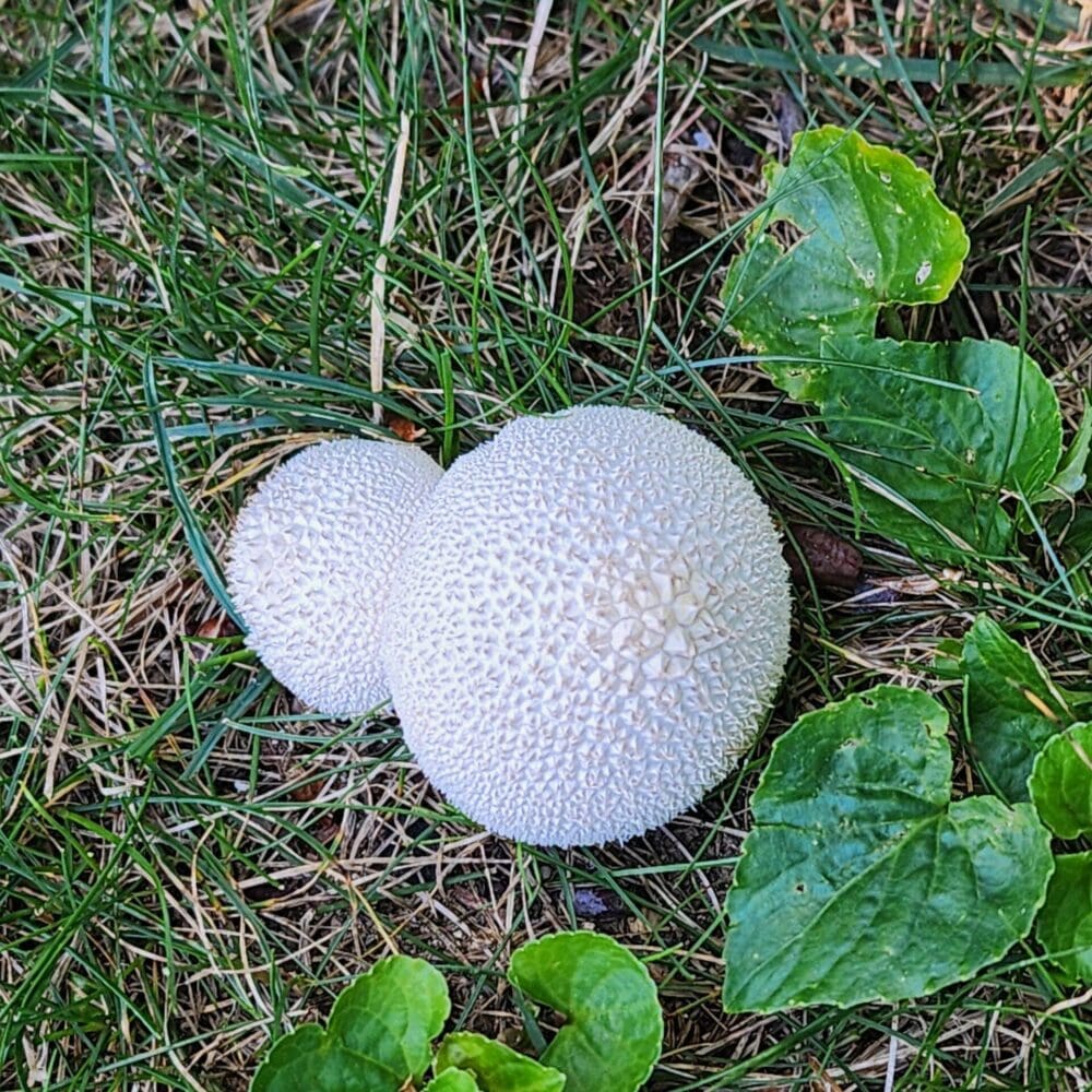 Large puff ball mushroom surrounded by a semi-circle of heart-shaped green leaves.