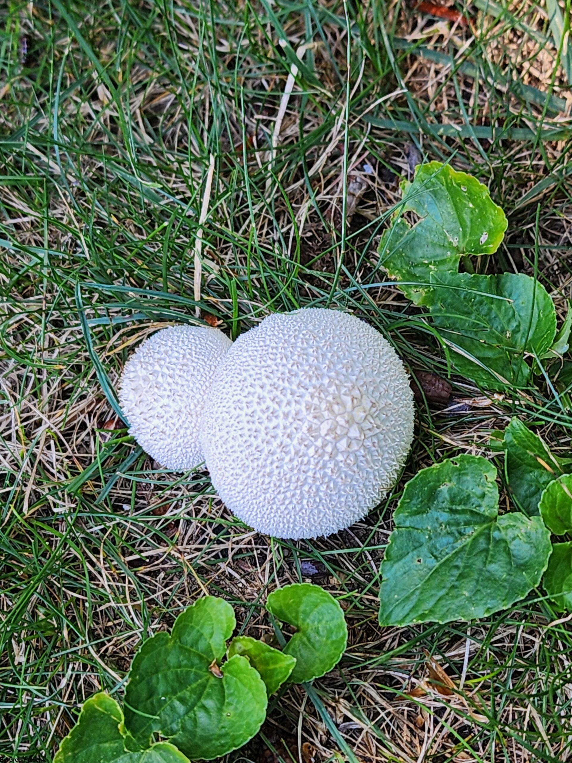 Large puff ball mushroom surrounded by a semi-circle of heart-shaped green leaves.