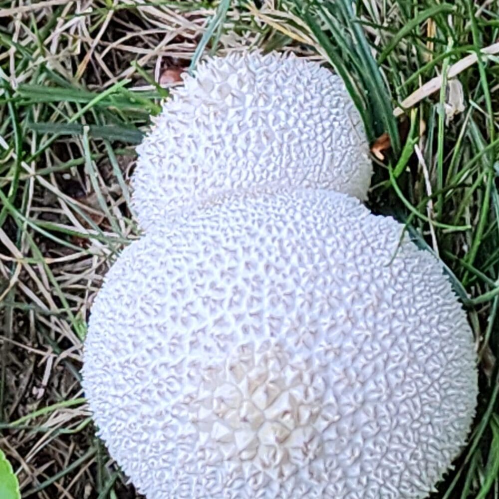 Large puff ball mushroom with prominent spikes obscuring part of a smaller puff ball above.