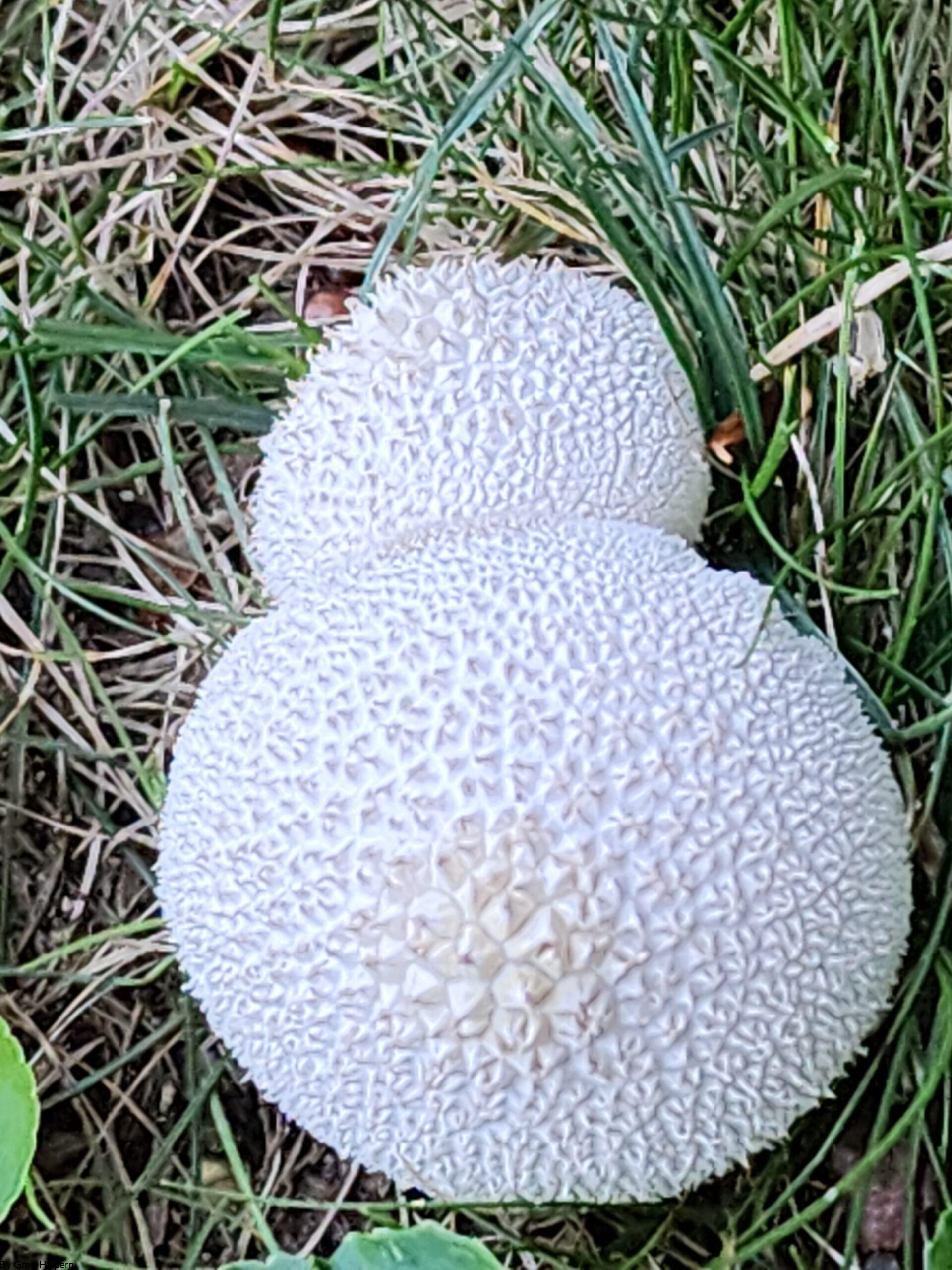 Large puff ball mushroom with prominent spikes obscuring part of a smaller puff ball above.