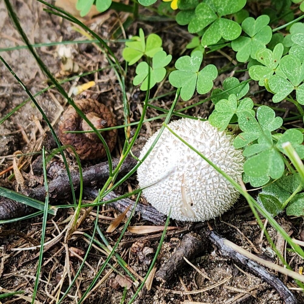 Puff ball mushroom with clover leaves pressing against it, acorn nearby among twigs and grass.