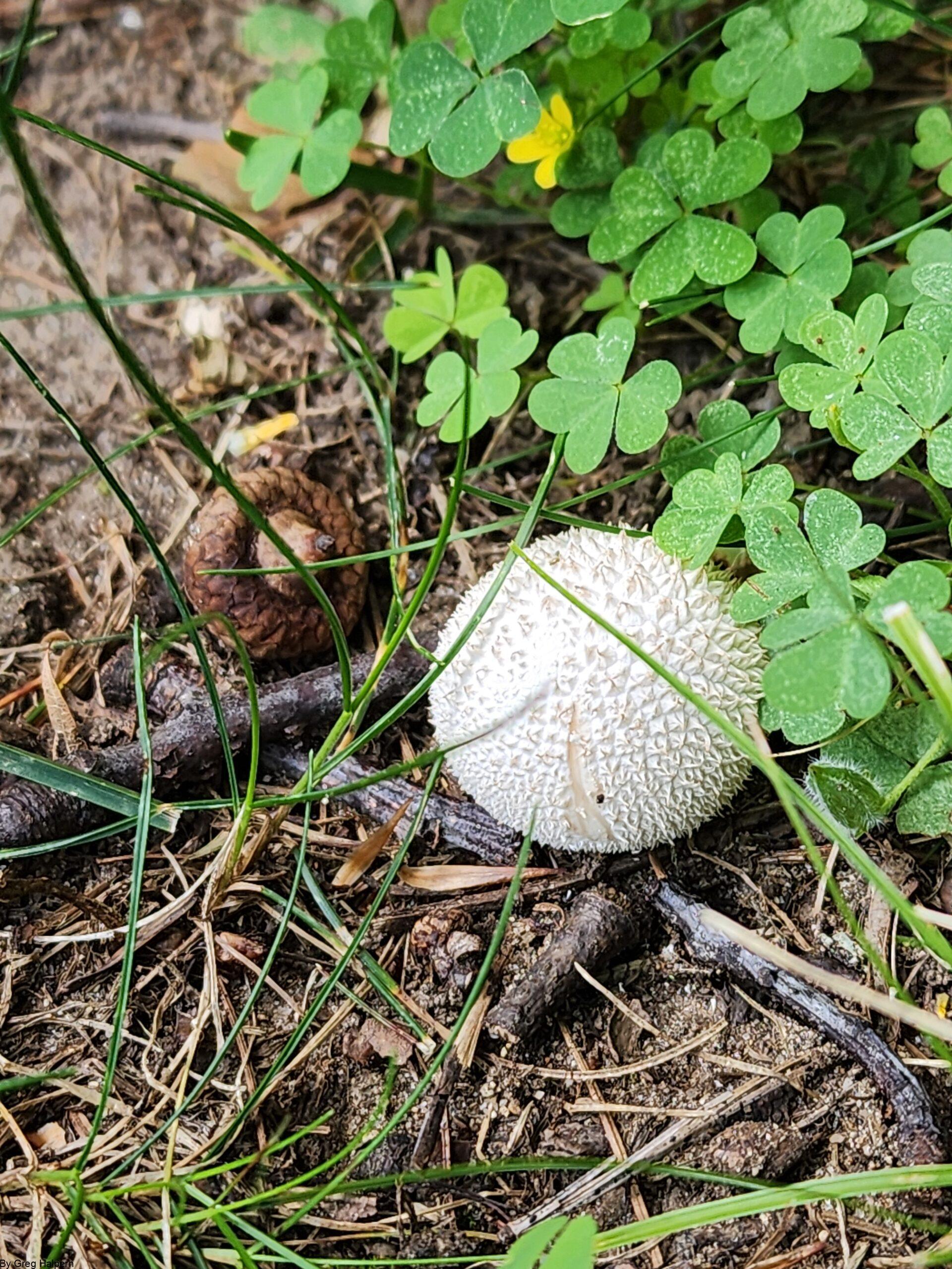 Puff ball mushroom with clover leaves pressing against it, acorn nearby among twigs and grass.